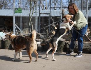 Abandoned animals join Ukraine’s war exodus