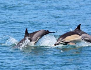 Mass dolphin deaths ‘may be related to fishing nets’