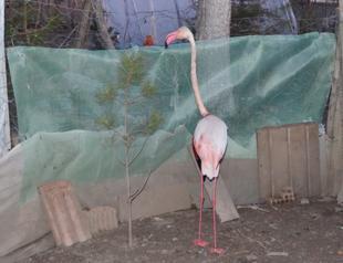 Flamingo flew from Iran shot down in Turkey