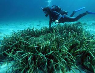 90 pct of seagrass damaged in Aegean, Mediterranean seas, study shows