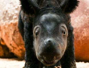 Rare birth of Sumatran rhino brings hope for endangered species