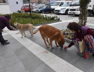 Locals collect waste oil to raise money for stray animals