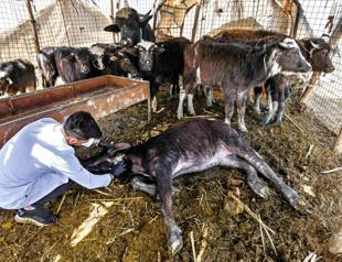 Vets in Iraq’s marshes take to water
