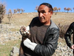 Endangered weasel released back into nature