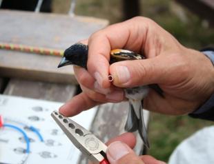 Nearly 34,000 birds ringed in 2021