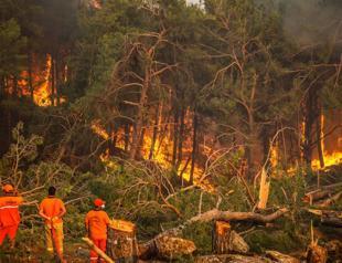 ‘Forests burned in summer of 2021 replanted’