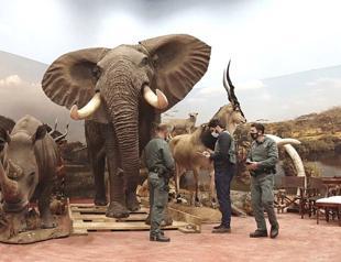 Spain probes private taxidermy museum with 1,000 animals