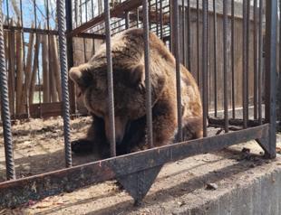 Bear rescued from Ukraine begins new life in Dutch zoo