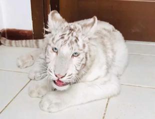 Endangered white tiger cub seized in Istanbul