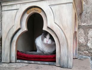 Dubrovnik cat eviction sparks storm