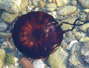 Poisonous jellyfish infesting Çanakkale Strait, Marmara Sea