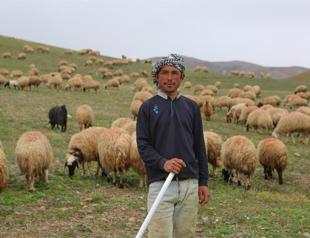 Afghan becomes shepherd in Turkey’s east to raise bride price