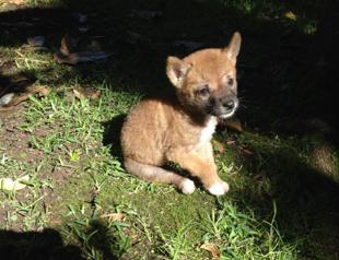 Dingoes aren’t just feral dogs, says study