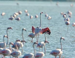Gediz Delta added to ‘Birding Places’ list