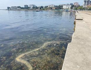New form of mucilage appears off Istanbul coasts: Expert