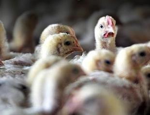 China detects first human case of H3N8 bird flu