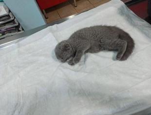 Man receives two-year jail term for killing kitten