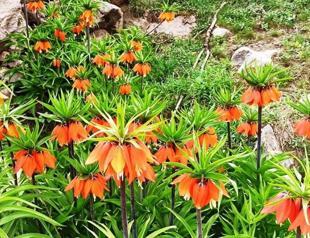 Nature enthusiasts run to take photos of crown imperials
