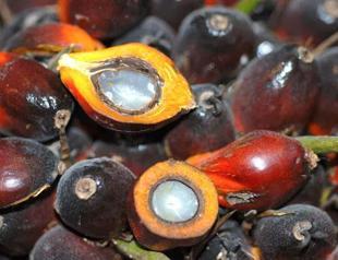 Indonesia’s palm oil export ban heats up vegetable oil market
