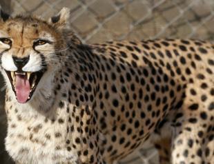 Rare birth of Asiatic cheetah cubs in Iran