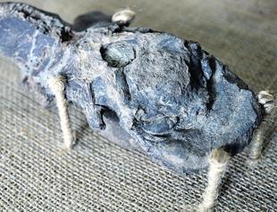 ‘Death shadow’ dinosaur unearthed in Argentina