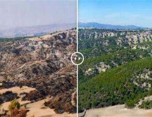 Reforestation efforts bear fruit, photos show