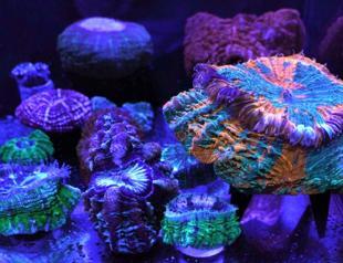 Coral reefs provide stunning images of underwater