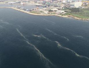 Sponges emerge at seabed of Marmara against mucilage