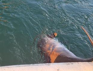 Rise in dolphin deaths may be due to Ukraine war: Scientists