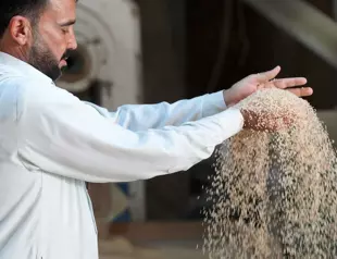 Iraq’s prized rice crop threatened by drought