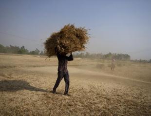 India open to exporting wheat to needy nations despite ban