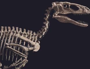 Dinosaur fossils sold for over $12 million