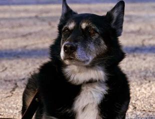 K-9 featured in Netflix’s ‘Rescued by Ruby’ euthanized