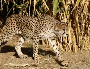 Second endangered cheetah cub dies in Iran