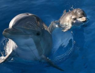 Dolphins taste friends’ urine to know they’re around