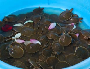 Endangered giant turtles released on Turtle Day