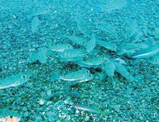 Some 10 pct of Mediterranean fish to go extinct by 2050: Report