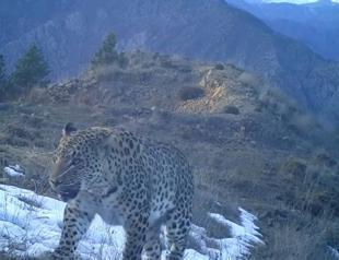 Anatolian Pars taped after decade