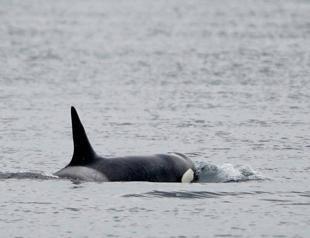France to put down sick killer whale stranded in River Seine