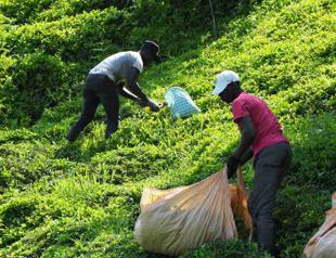 African workers supersede Georgians in tea picking