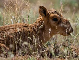 Rare saiga antelope population now over a million in Kazakhstan