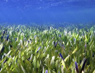 World’s largest plant is a vast seagrass meadow in Australia