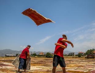 Hot weather starts ‘Carpet field’ season early