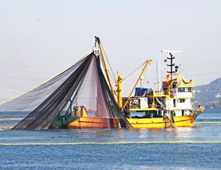 Nearly 263,000 tons of fish caught in Turkish waters in 2021: Survey