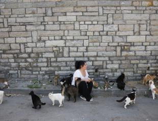Some 700 cats killed by feline coronavirus in Büyükada: Locals