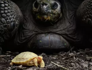 Rare albino Galapagos giant tortoise born in Swiss zoo