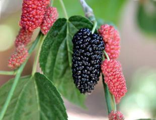 Summer starts with mulberries
