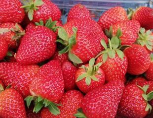 Strawberry production takes root in Sason
