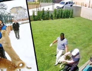 Family accuses municipality workers drugging, seizing dogs