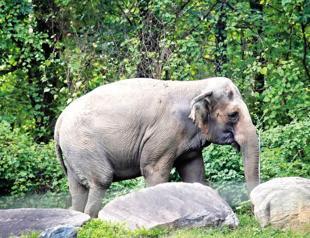 Happy the elephant isn’t a person, top NY court says